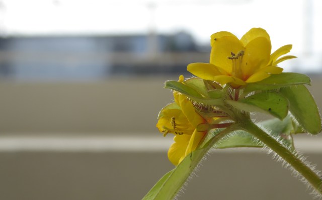 Carrying gardens on your&nbsp;back